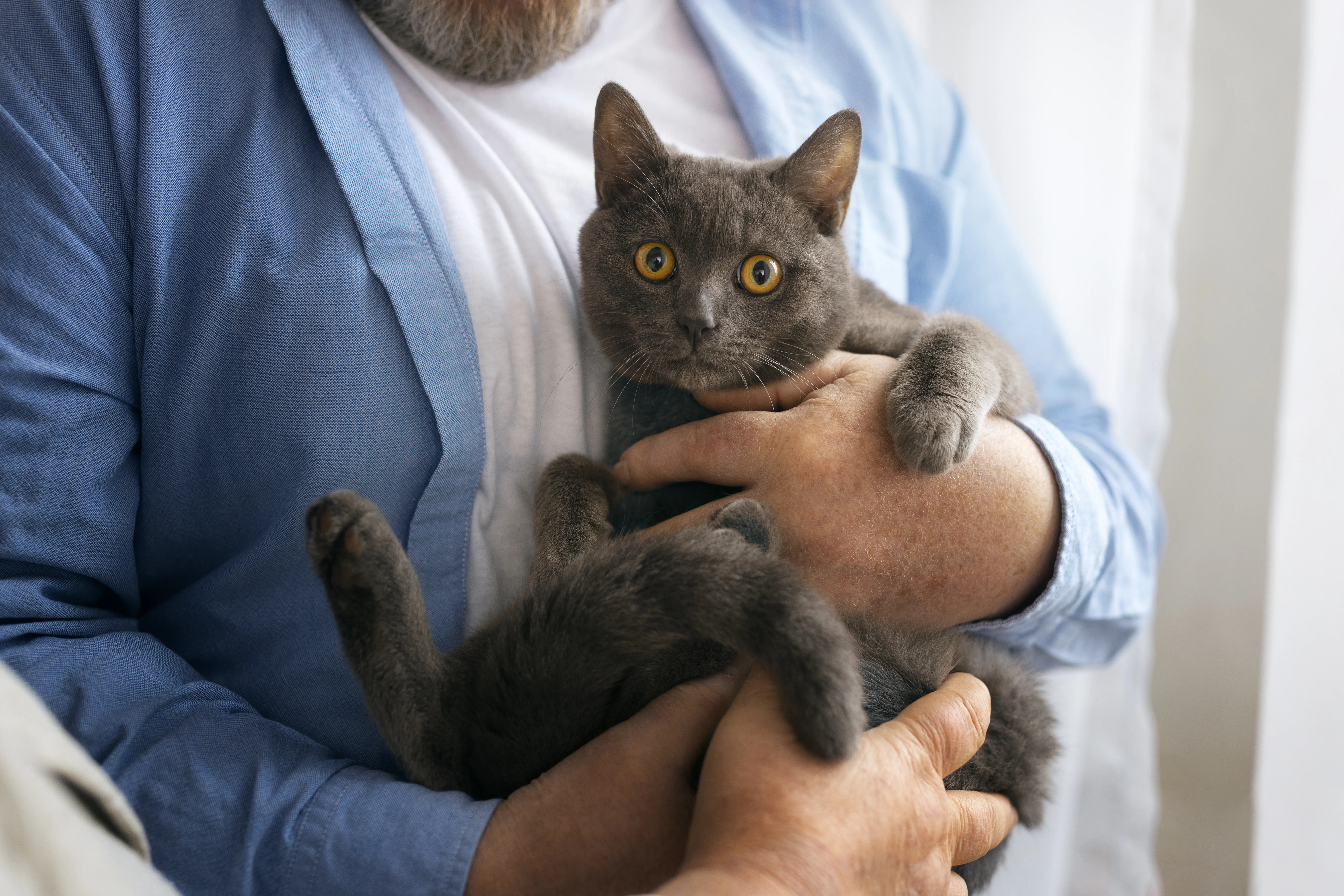 Cat in its owner's arms