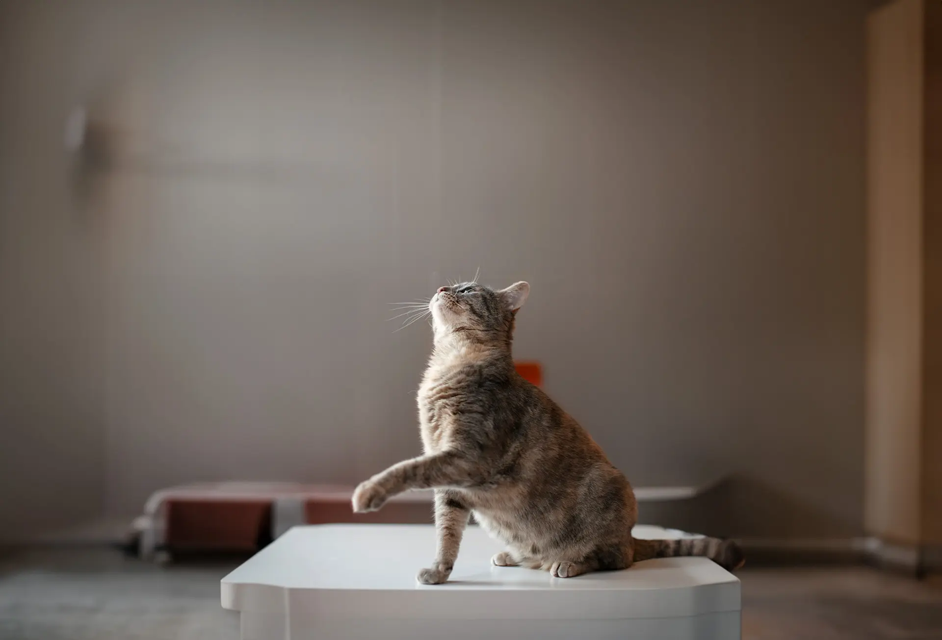 Cat with BioPetSensor implant in the background