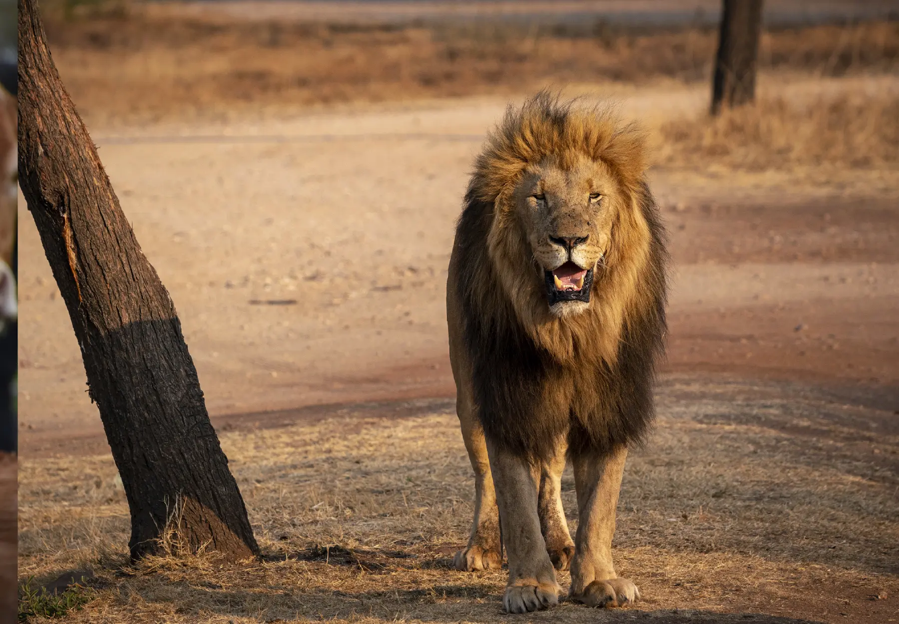 Wildlife in chiaroscuro