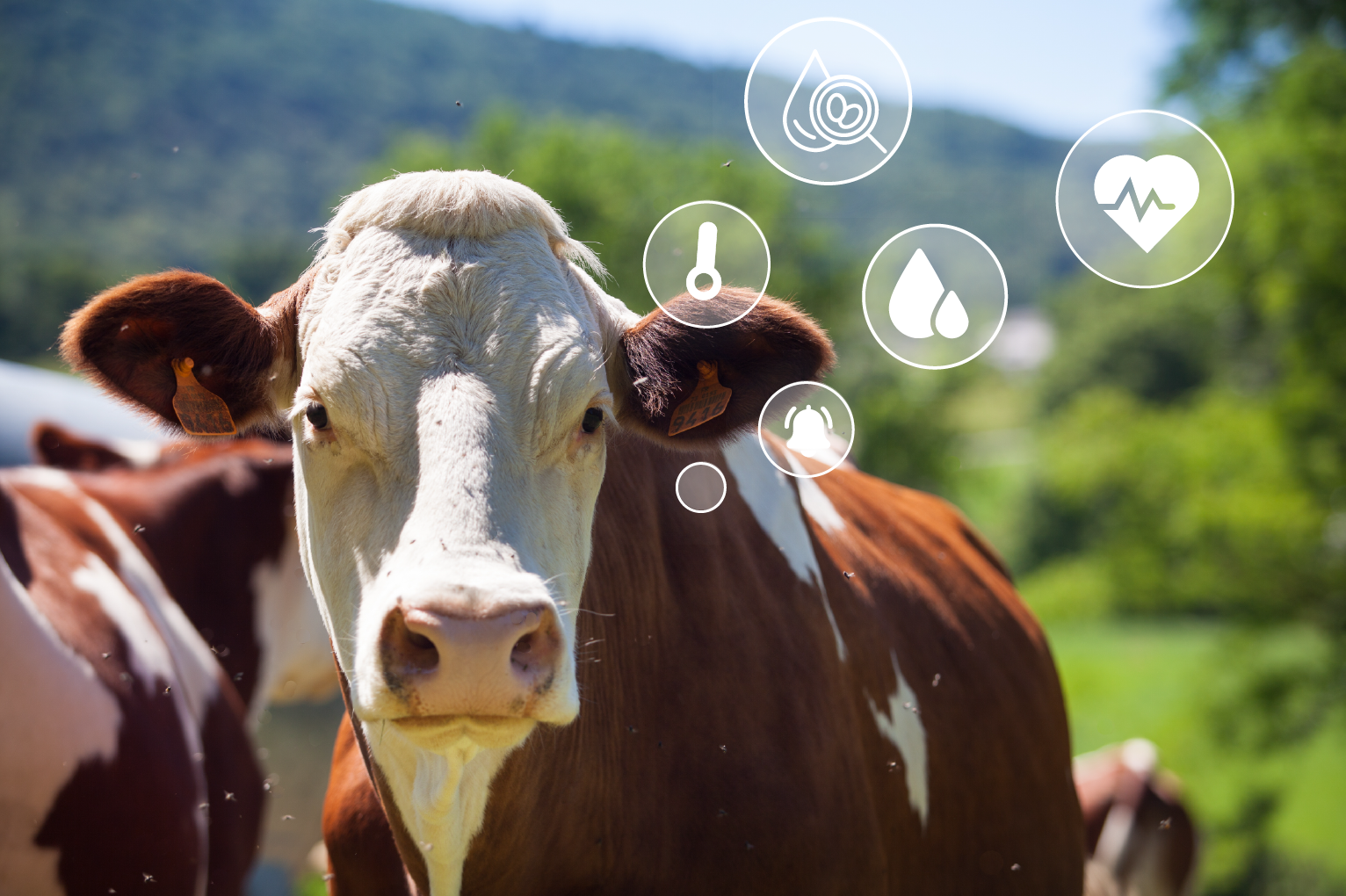 Cow equipped with a BioFarmSensor implant, illustrating remote health monitoring