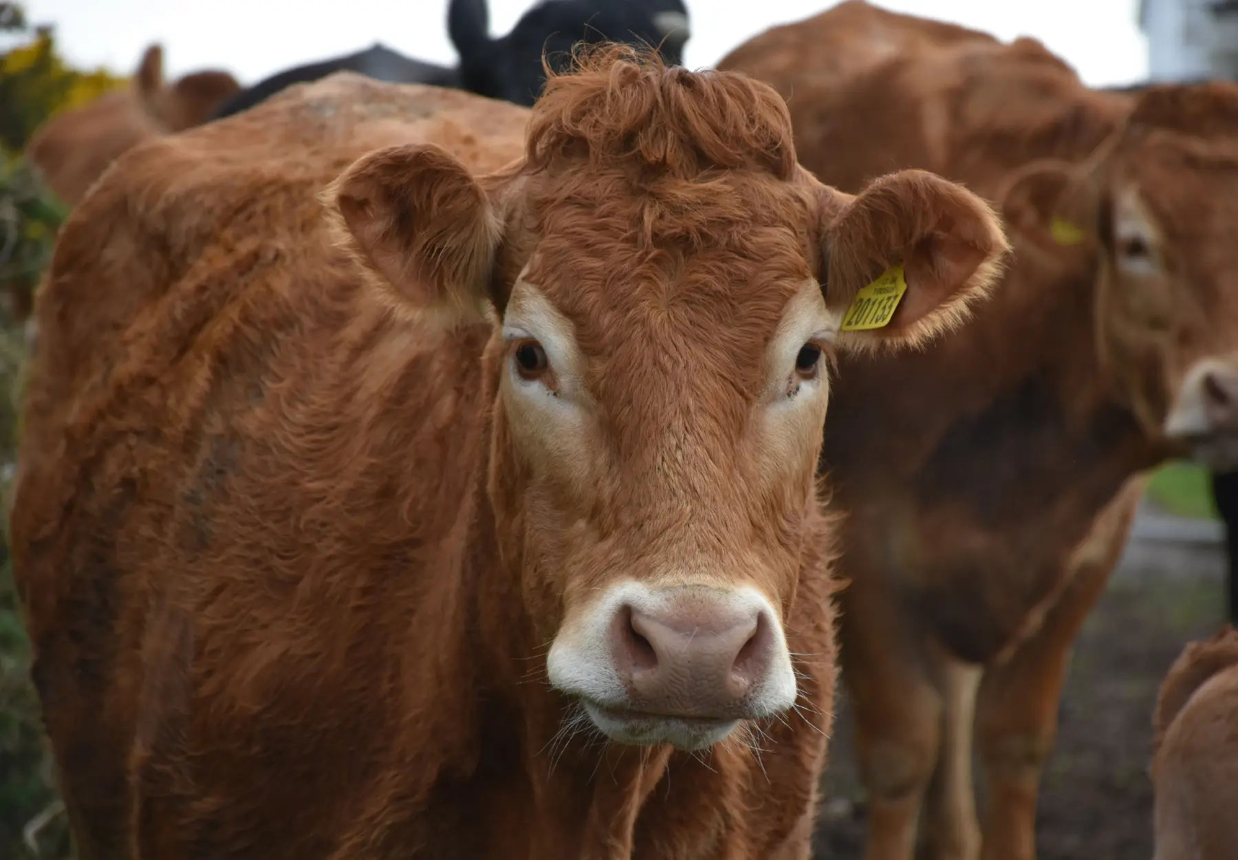 Cows in a meadow, golden light