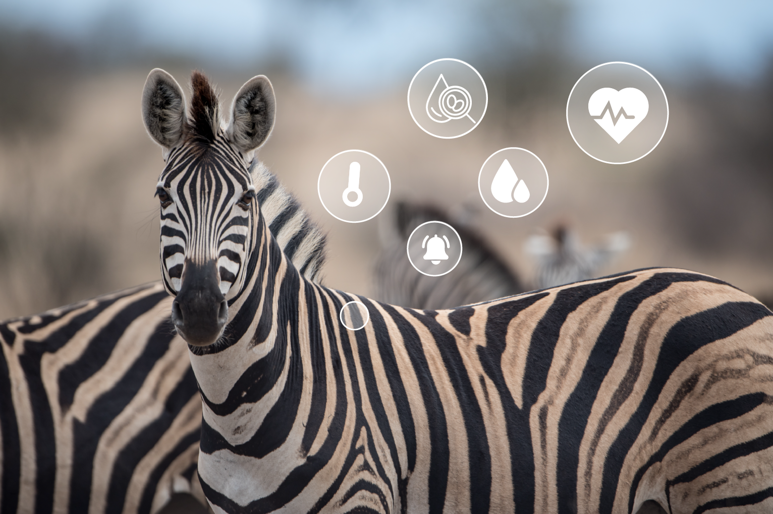 Zebra with implant, monitored remotely